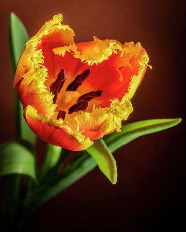 Tulip #30 COL