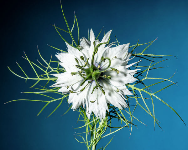 Love In A Mist #7