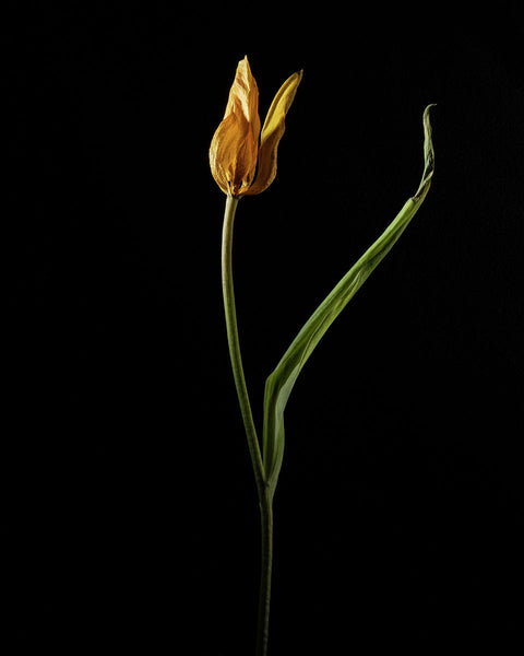 Tulip #06 COL