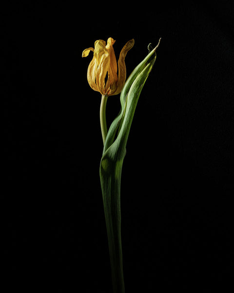 Tulip #07 COL