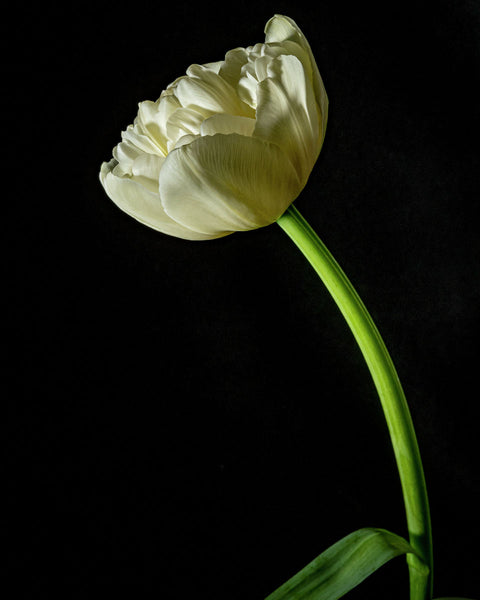 Tulip #20 COL