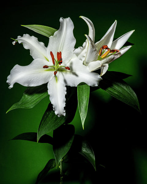 Oriental Lily #3