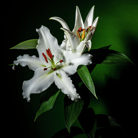 Oriental Lily #6