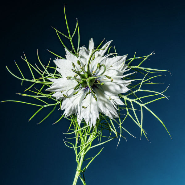 Love In A Mist #3