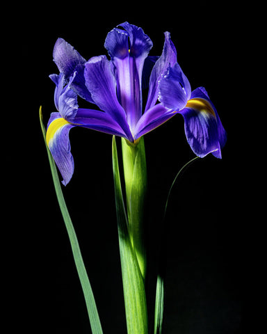 Spanish Iris #8