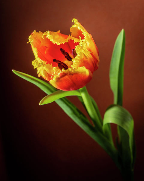 Tulip #29 COL
