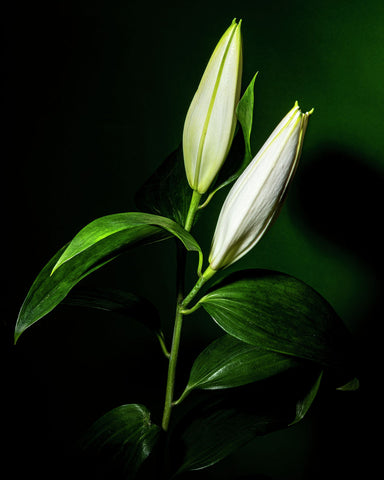 Oriental Lily #2