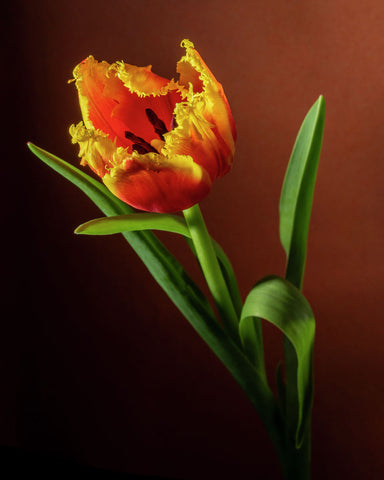 Tulip #27 COL