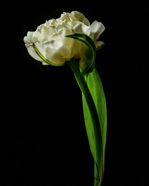 Tulip #19 COL