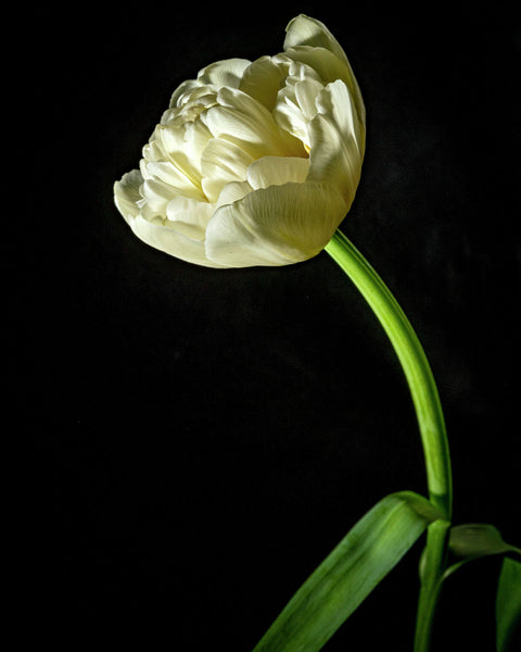 Tulip #21 COL