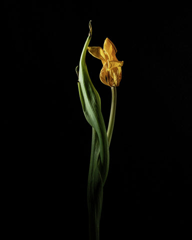 Tulip #08 COL