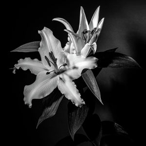 Oriental Lily #6 BW
