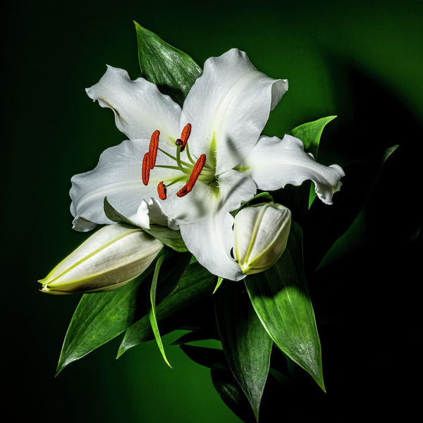 Oriental Lily #5