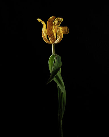 Tulip #10 COL