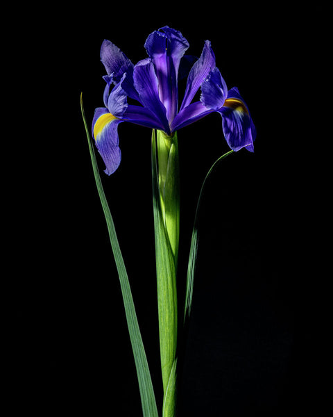 Spanish Iris #5