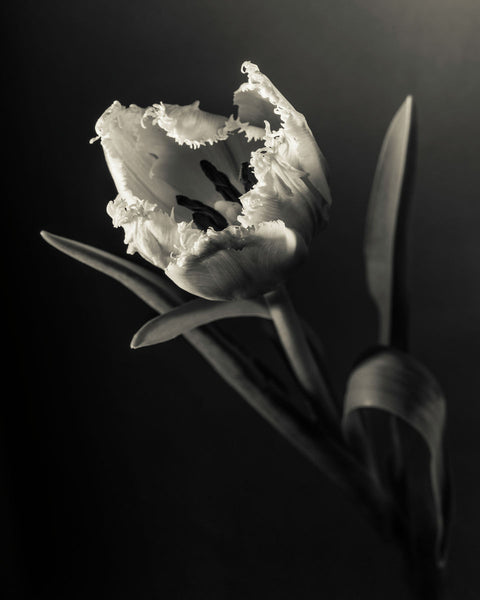 Tulip #29 BW