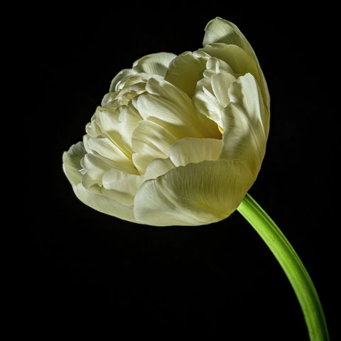 Tulip #22 COL