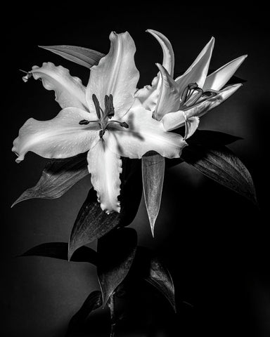 Oriental Lily #3 BW