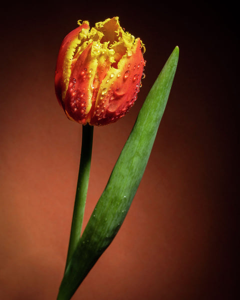 Tulip #33 COL