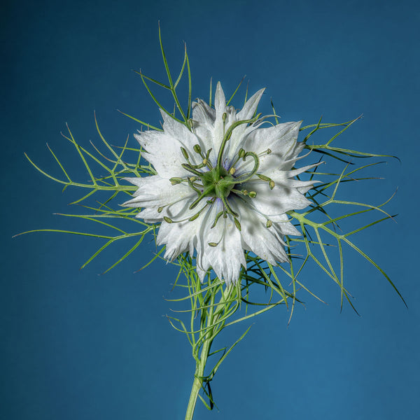 Love In A Mist #5