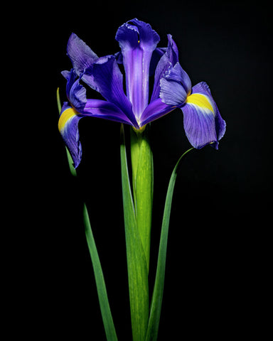 Spanish Iris #9